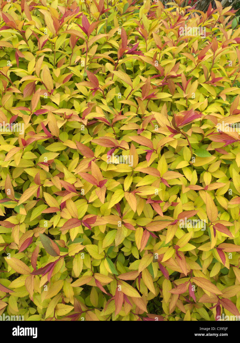 Spiraea Japonica Japanese Spriaea Cultivar Goldflame Stock Photo Alamy Spiraea Japonica Japanese Spriaea Cultivar Goldflame Stock Photo Alamy
