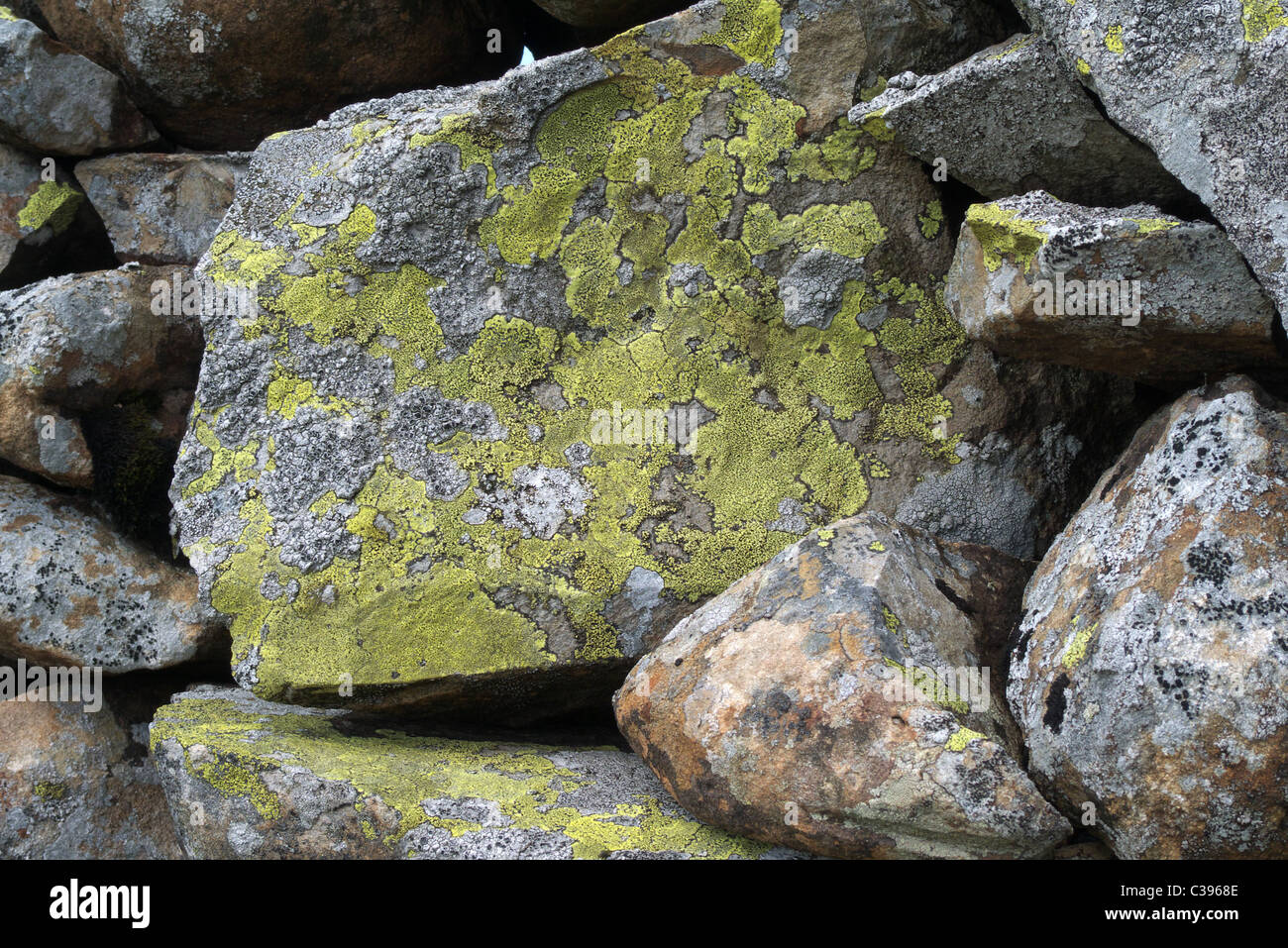 Rhizocarpon geographicum ( Map Lichen ) growing on rocks forming part of a Dry Stone Wall, UK Stock Photo