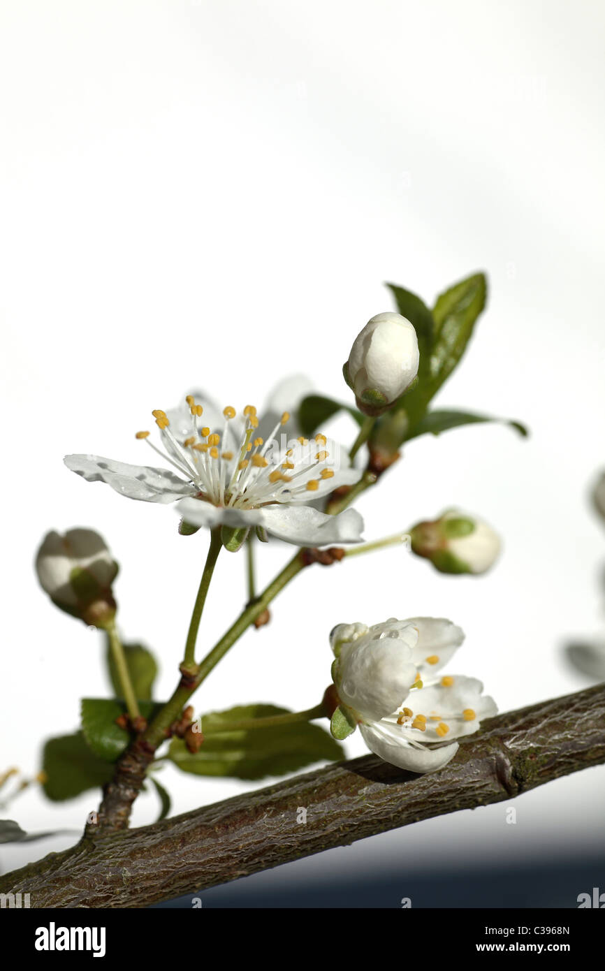 A blooming mirabelle plum tree Stock Photo Alamy