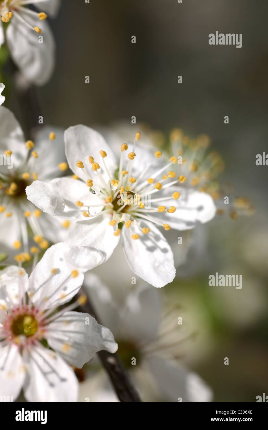A blooming mirabelle plum tree Stock Photo Alamy