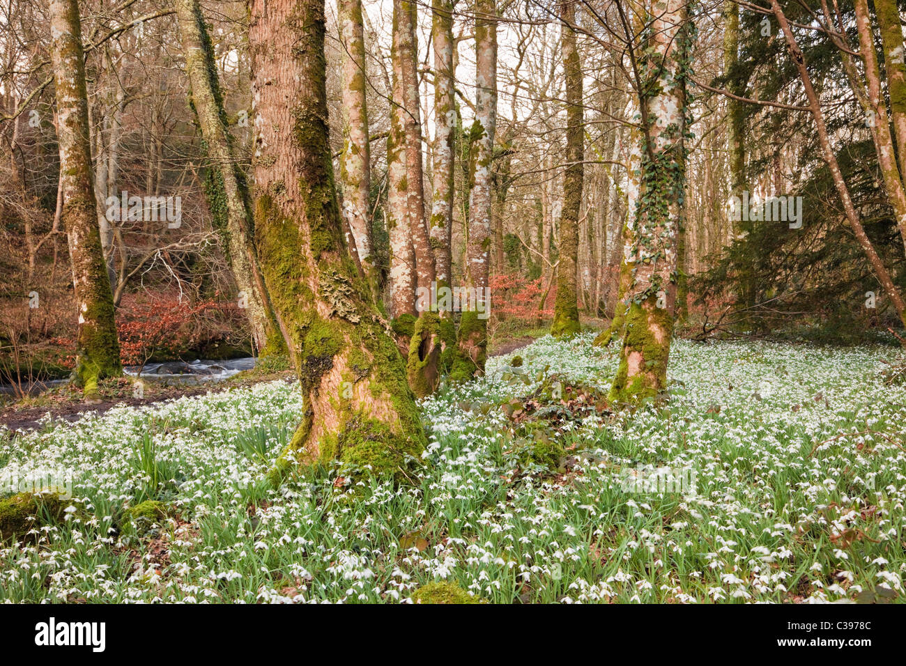 Wild Snowdrops (Galanthus nivalis) growing in deciduous woodland beside Afon Dwyfor River in late winter. Gwynedd, North Wales, UK, Britain. Stock Photo