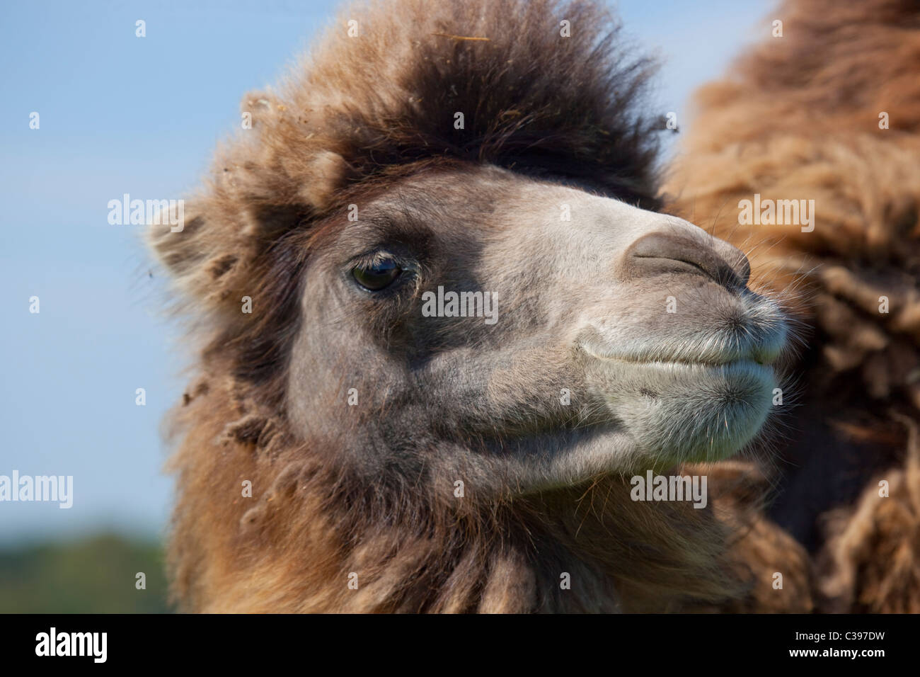 Bactrian hair fur hi-res stock photography and images - Alamy Bactrian hair fur hi-res stock photography and images - Alamy