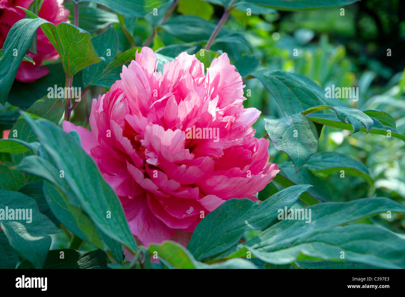 Early flowering red-pink double flowered peony - cultivar not identified Stock Photo
