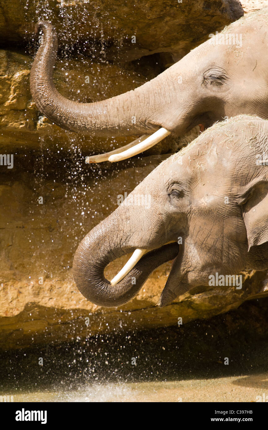 African elephant trunk feeding wildlife hires stock photography and