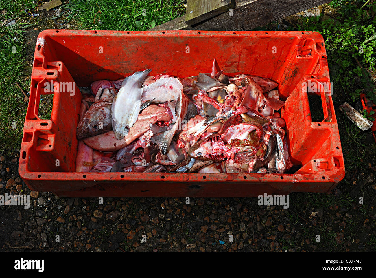 Fish Remnants in a Box Stock Photo