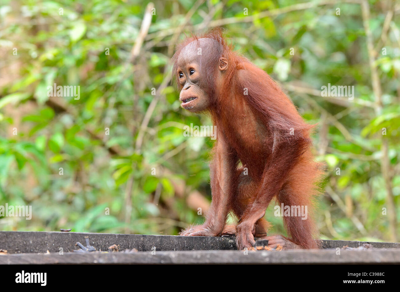Baby Orangutan explores Stock Photo