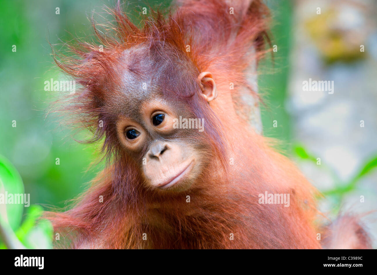 Baby Orangutan in tree Stock Photo