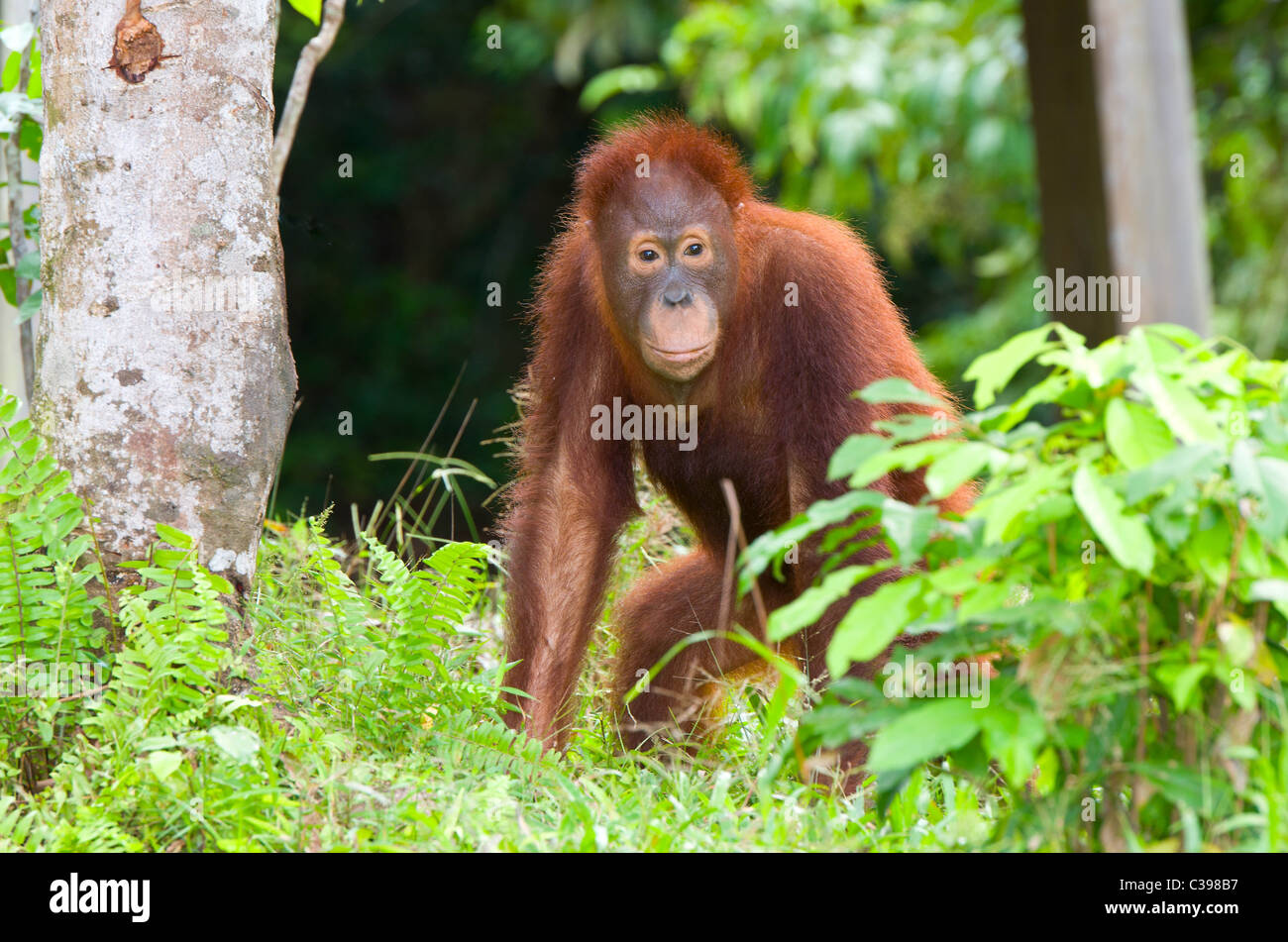 Adolescent Orangutan Stock Photo