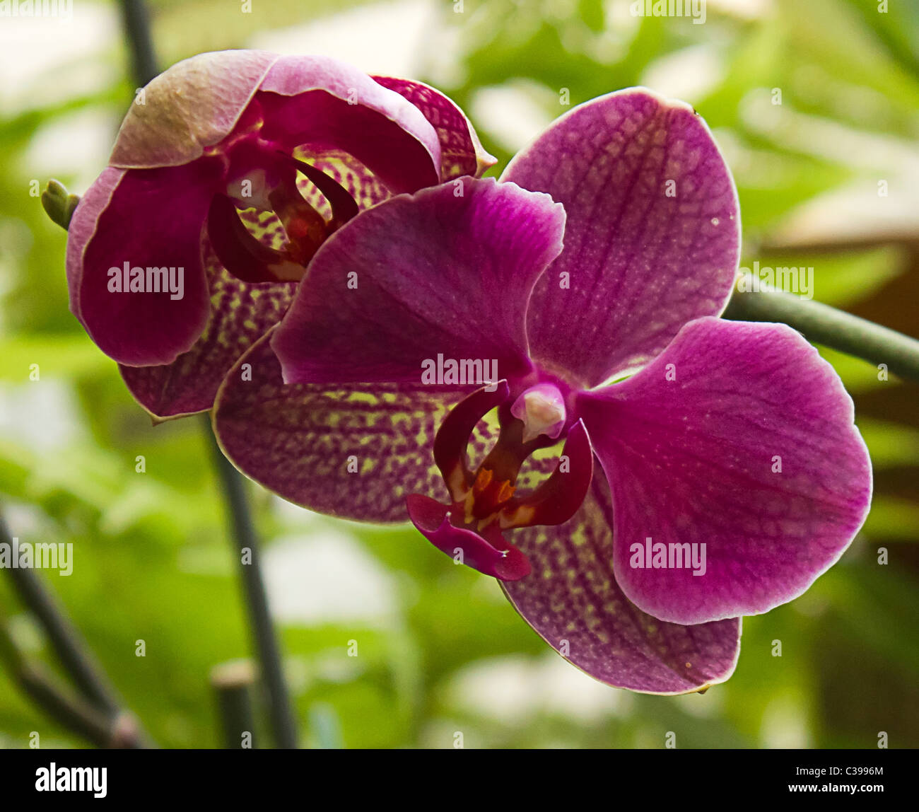 orchid Stock Photo