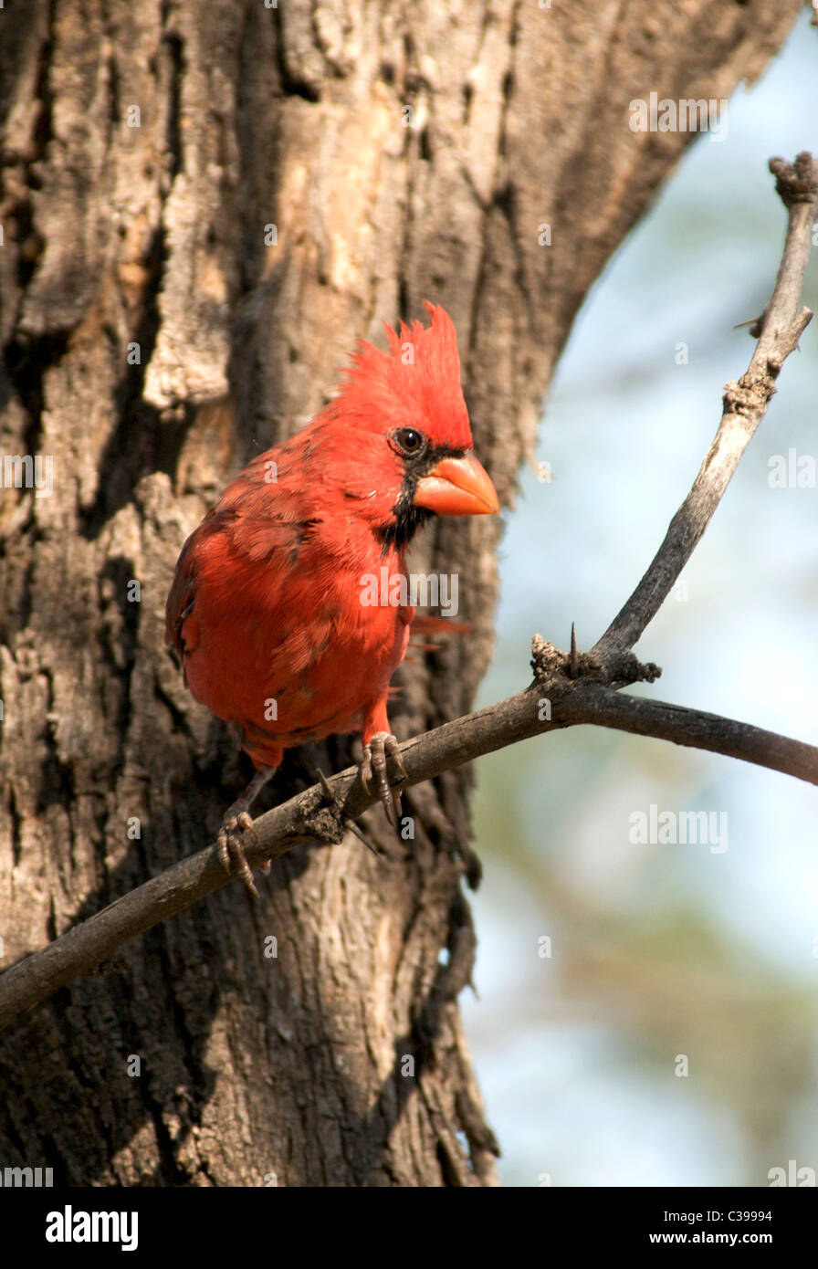 Cardinal on branch Stock Photo