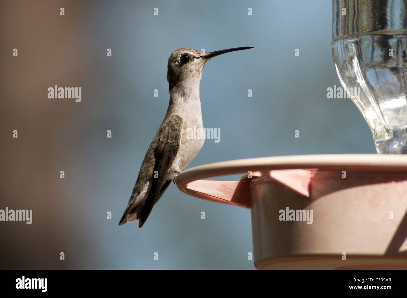 Hummingbird at feeder Stock Photo - Alamy