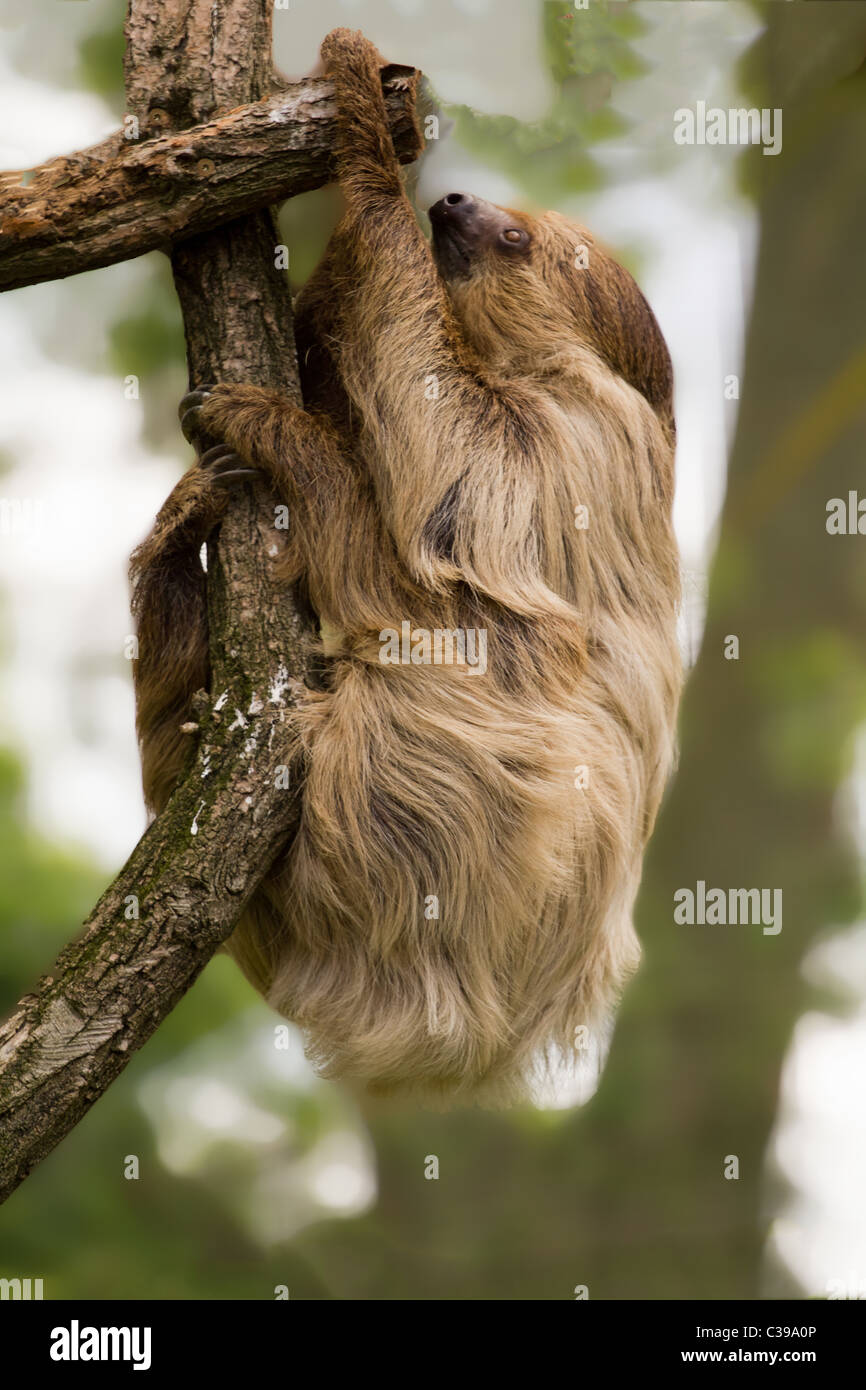 Sloth hanging upside down hi-res stock photography and images - Alamy