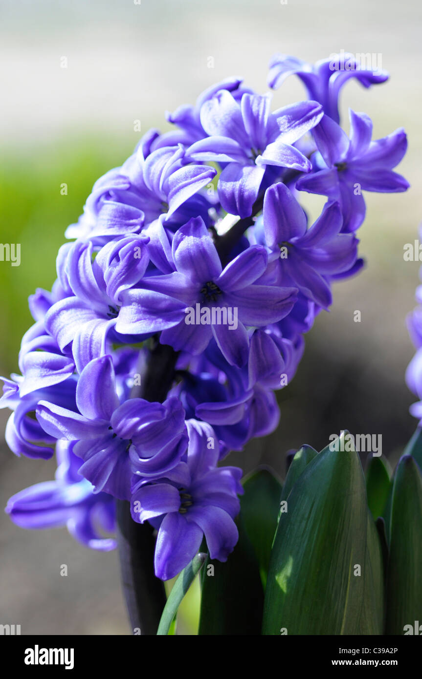 Hyacinthus Orientalis, Dutch Hyacinth Stock Photo