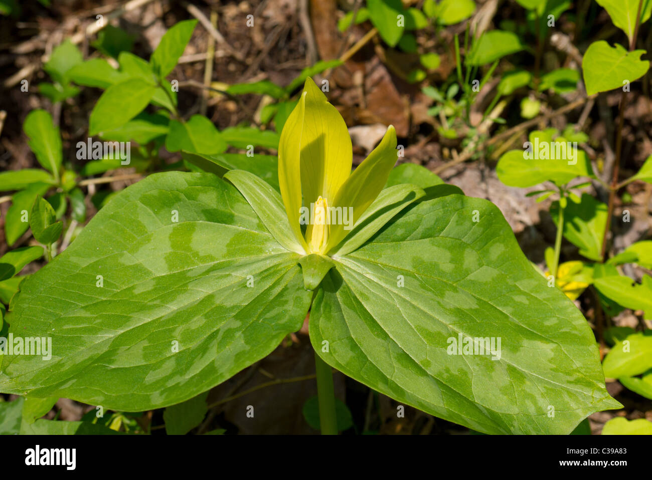 Lemon Trillium; Yellow Trillium, Trillium luteum Stock Photo