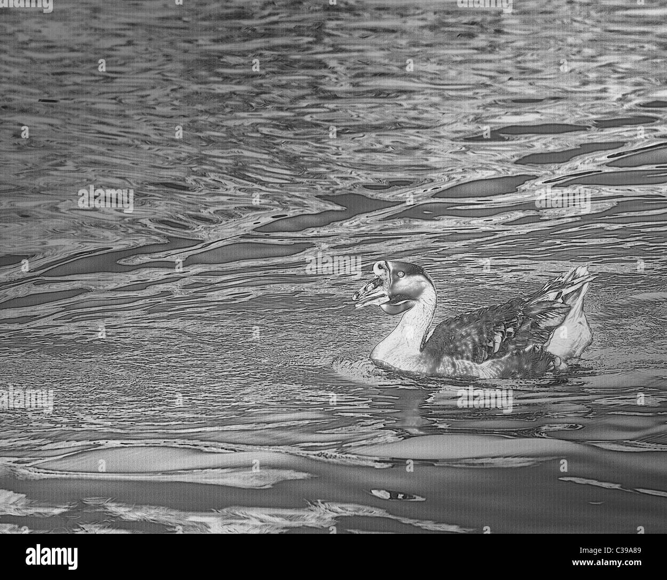 Black and White Chinese goose as a fine woodcut or engraving might appear.  Stock photography by cahyman/ Stock Photo