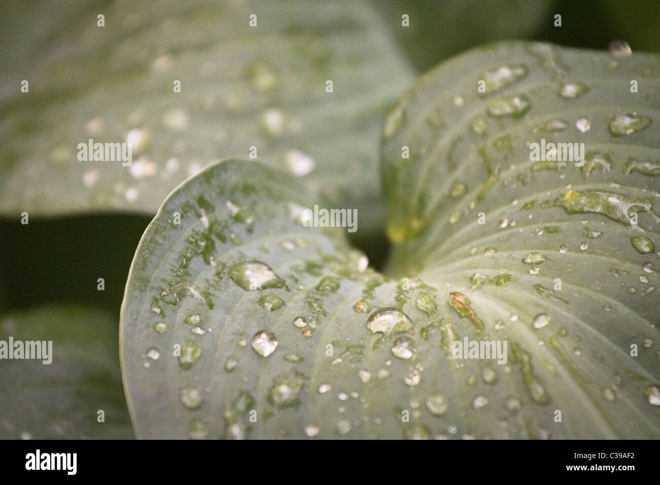 Dew drops leaves hi-res stock photography and images - Alamy
