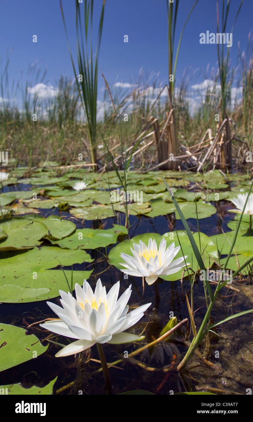 Fragrant white water lily in marsh area of Lake Okeechobee Stock Photo