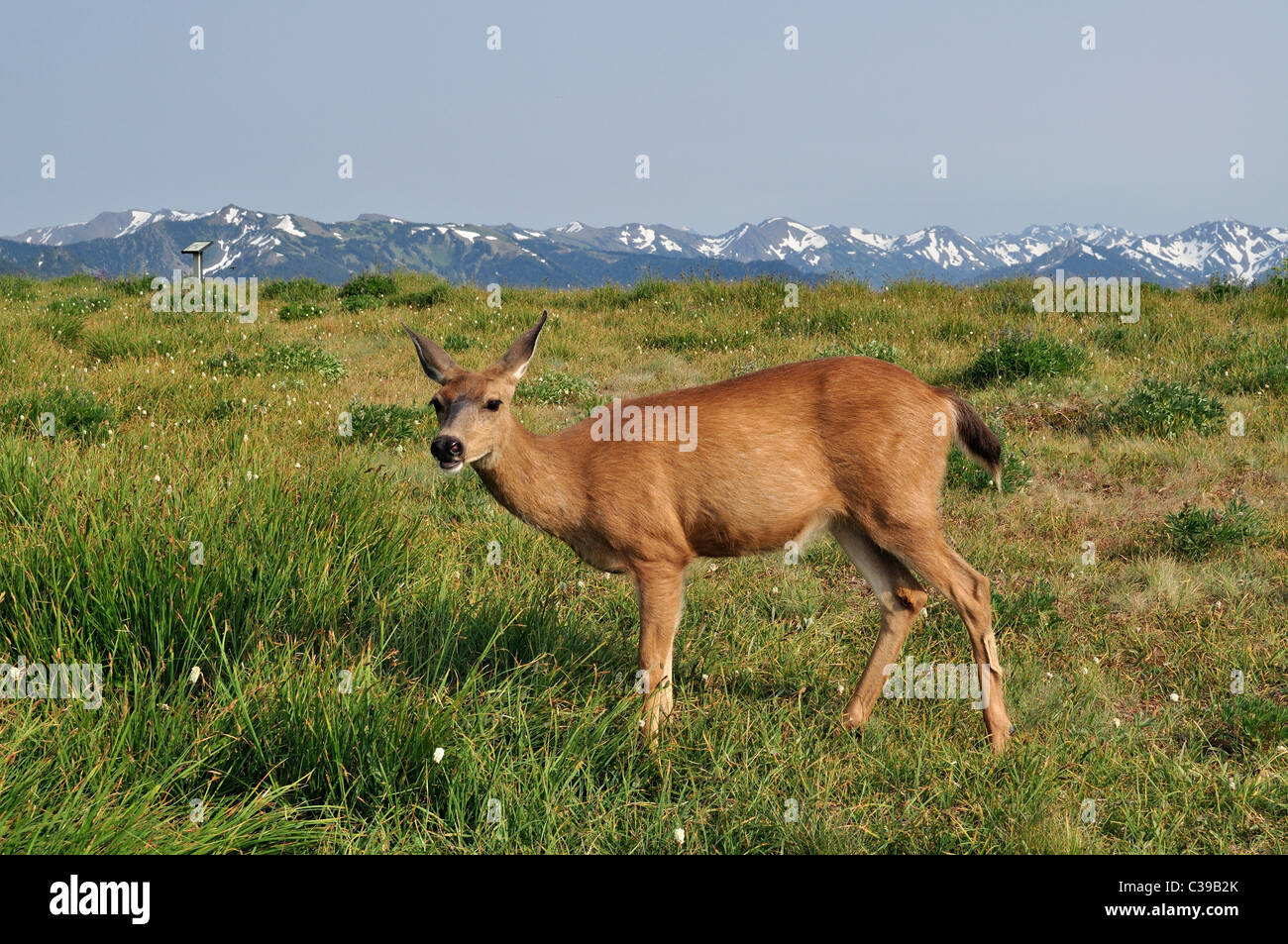 Black tailed deer in the Hurricane Ridge section of Olympic national ...