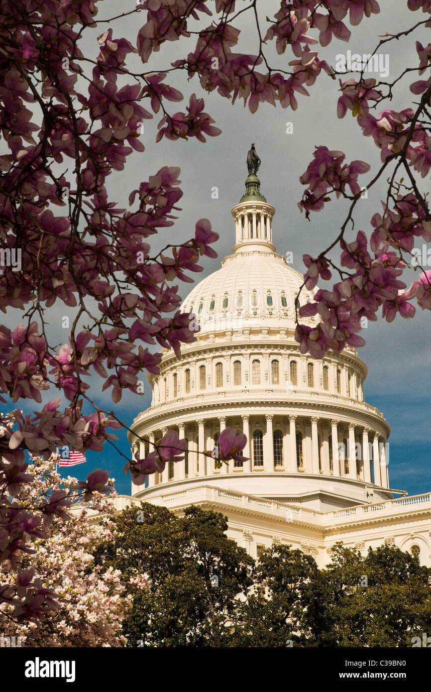 United States Capitol building framed by spring Magnolia blooms Stock ...