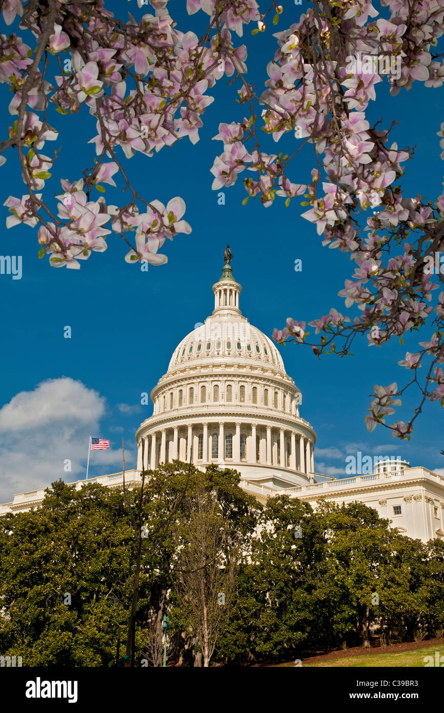 United States Capitol building framed by Spring magnolia blooms Stock ...