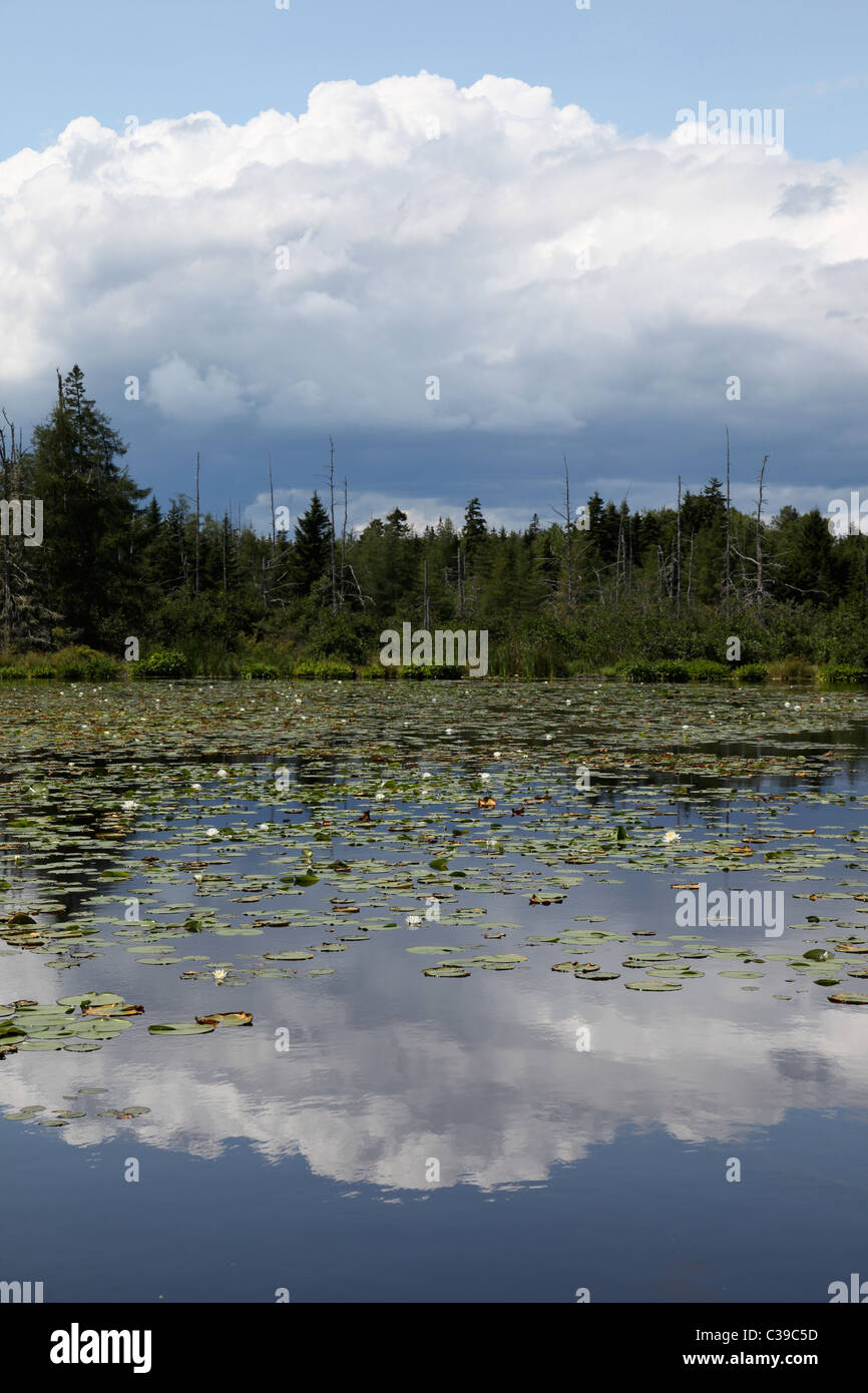 pond in Maine with lily pads Stock Photo