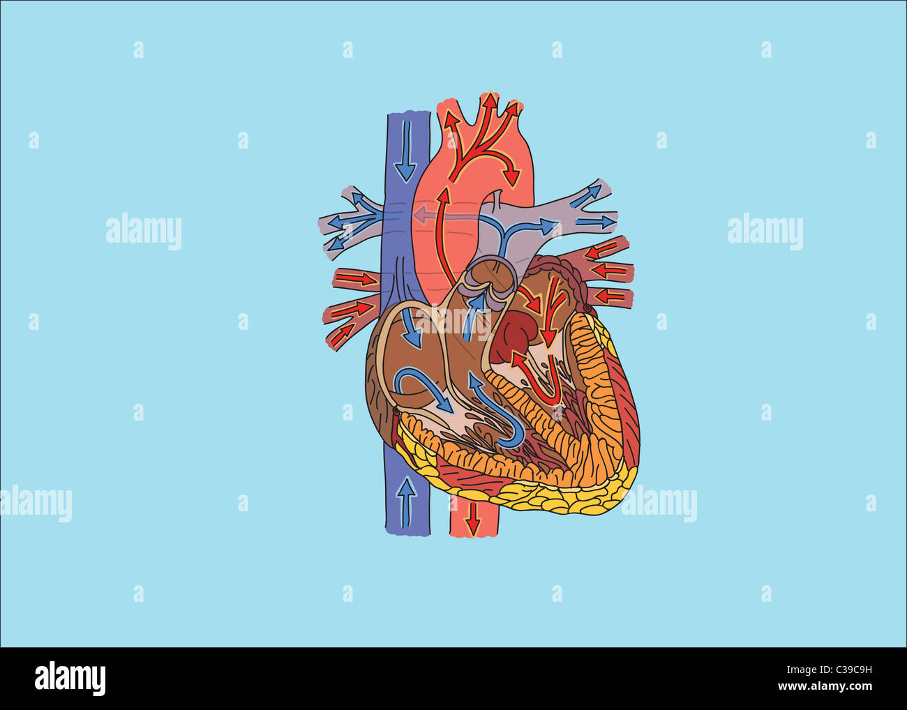 Structure of human heart and blood flow illustration Stock Photo