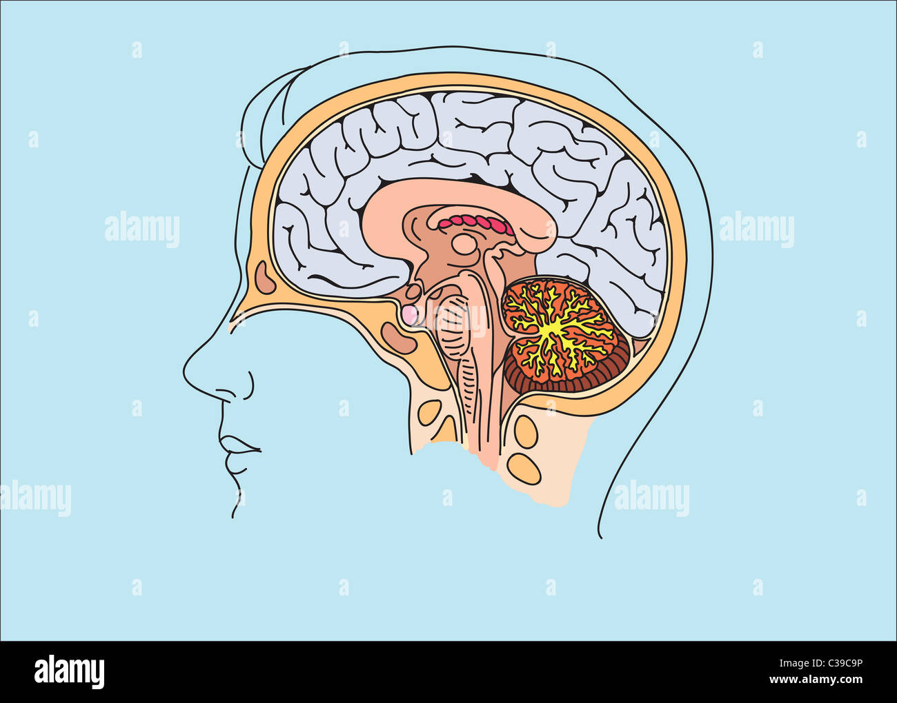 Structure of human brain illustration Stock Photo