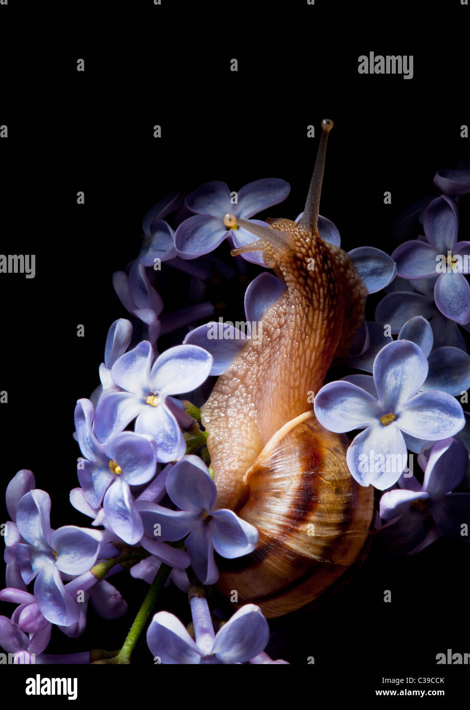 snail in lilac flower on black background Stock Photo