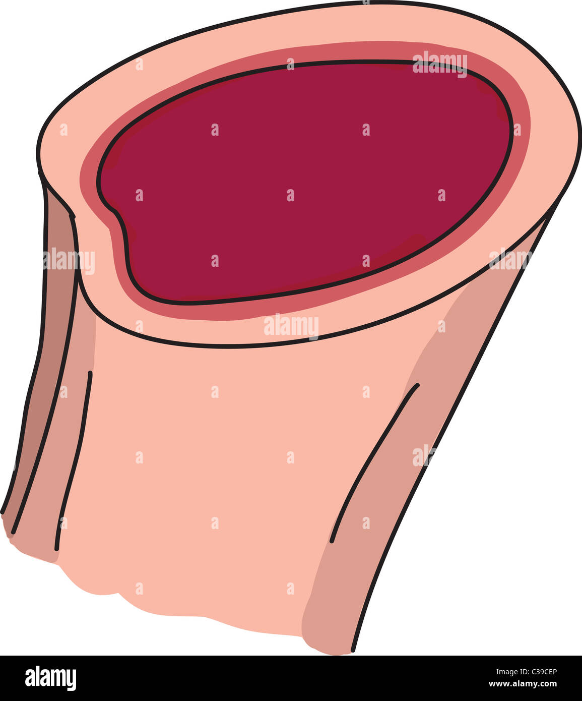 Marrow bone illustration Stock Photo - Alamy