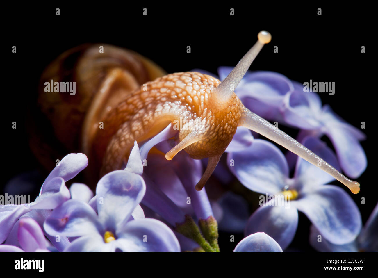 snail in lilac flower on black background Stock Photo
