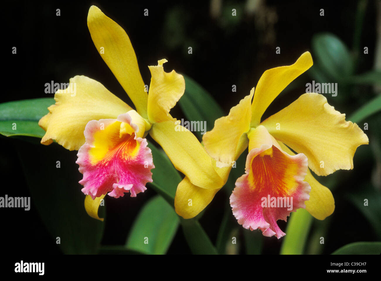 Hybrid Cattleya orchid, BLC Golden Ember x Olmec Treasure; Hawaii Tropical Botanical Garden, Hilo, Hawaii. Stock Photo