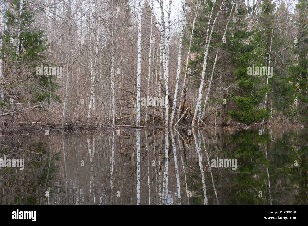 Flooded forest Stock Photo