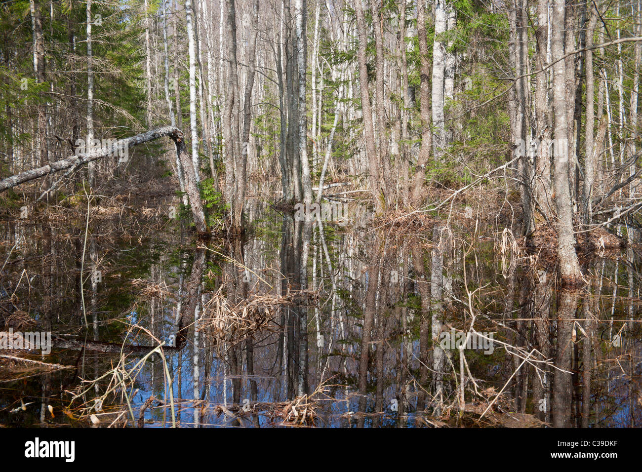 Flooded woodland in spring Stock Photo