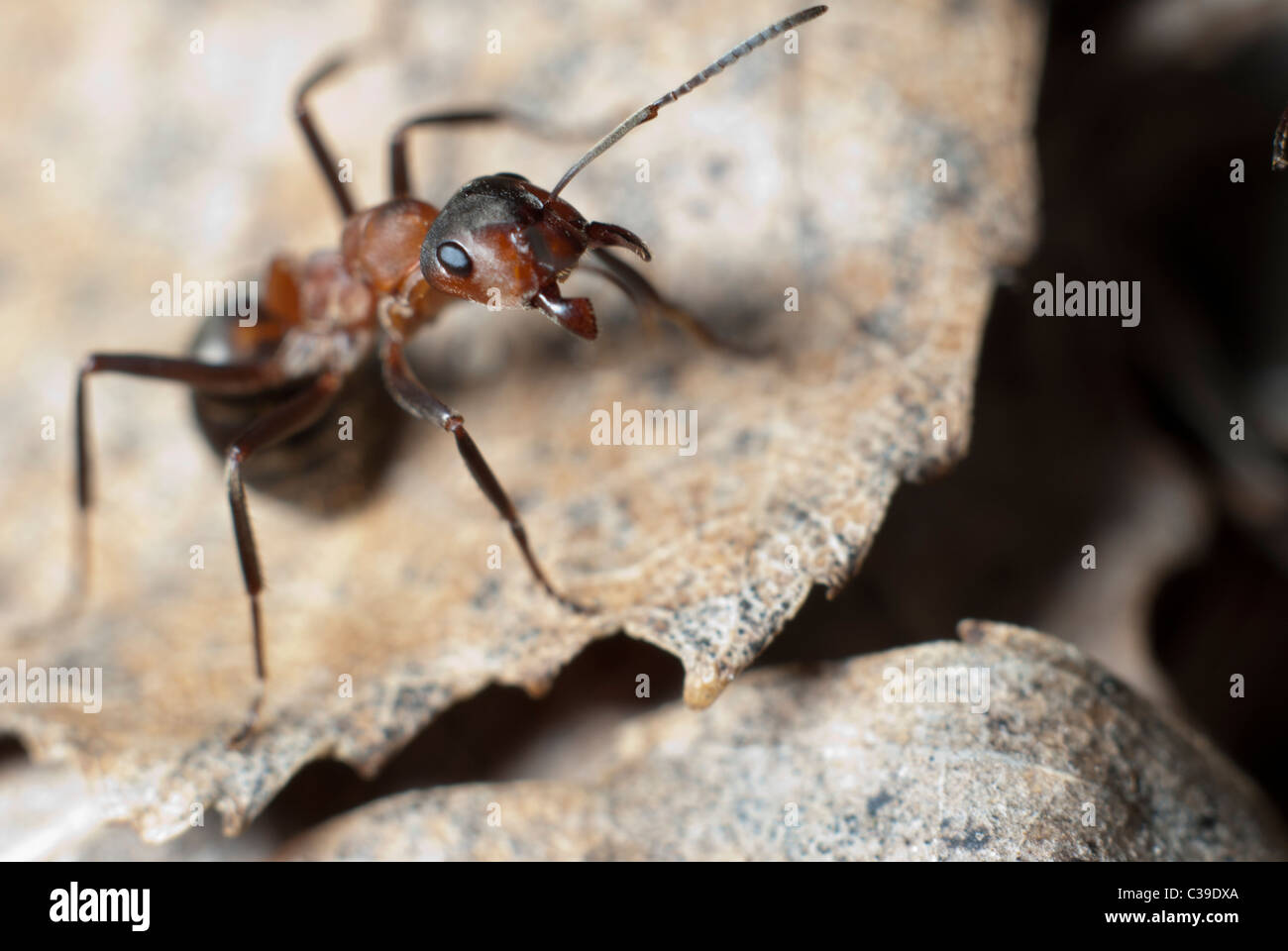 Ant's colony Stock Photo