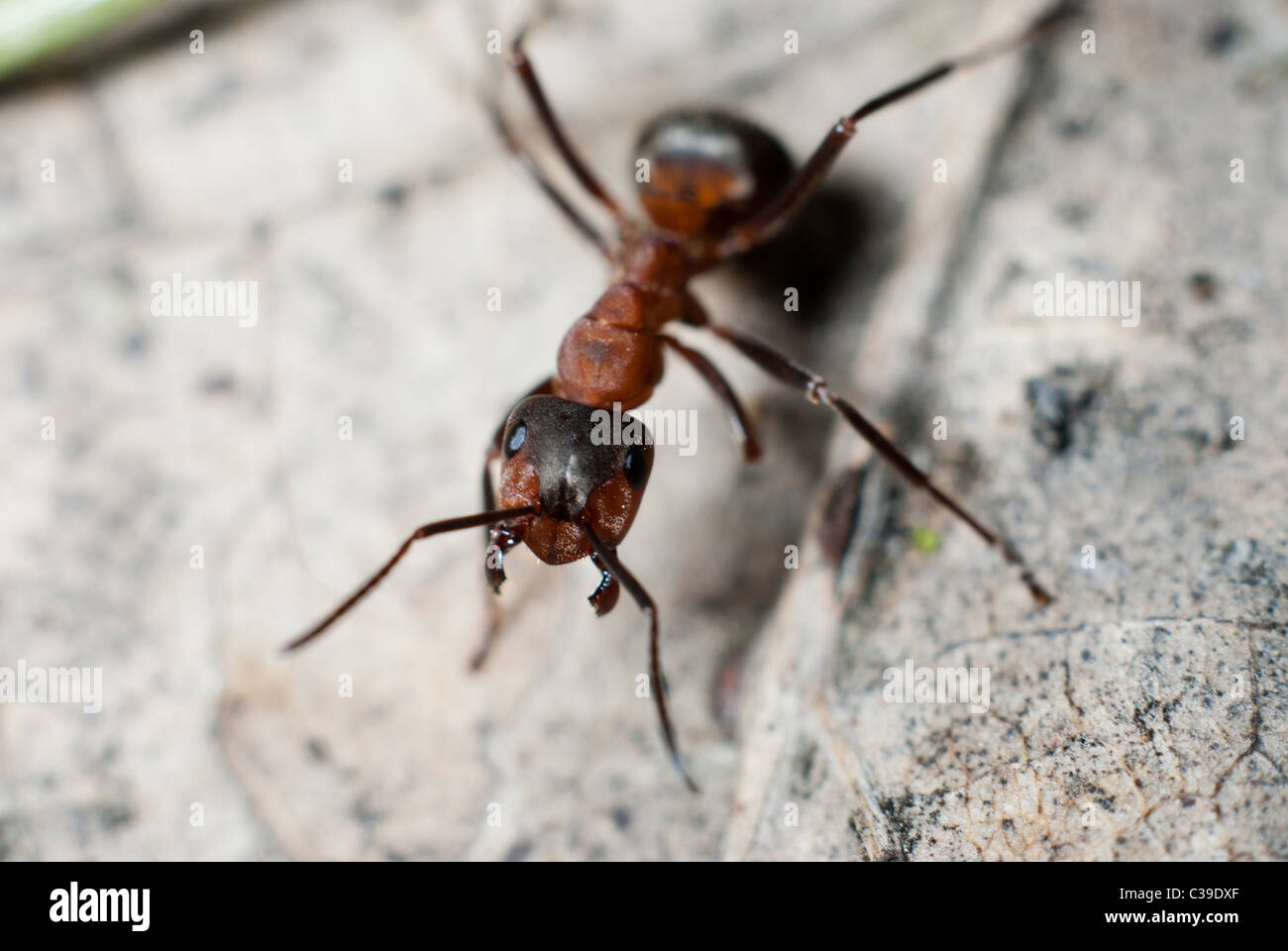 Ant's colony Stock Photo