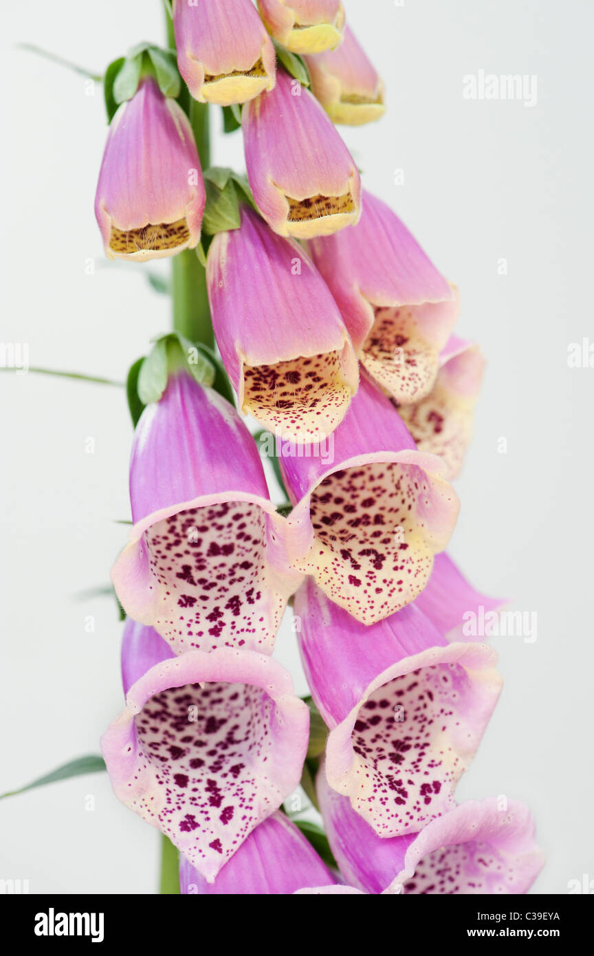 Digitalis purpurea. Foxglove flower on white background Stock Photo