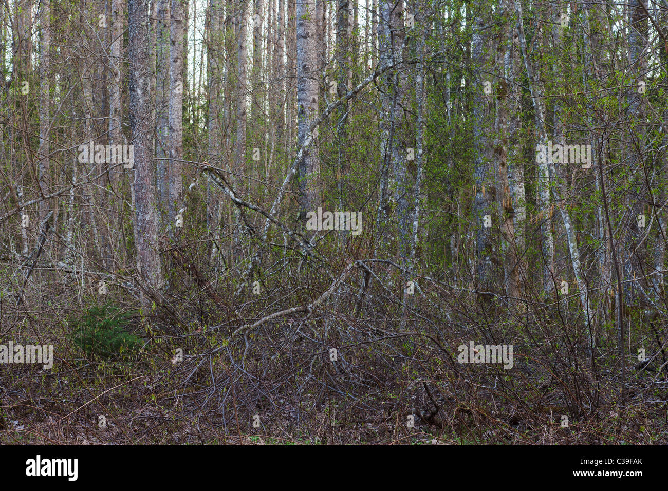 Woodland in early spring Stock Photo