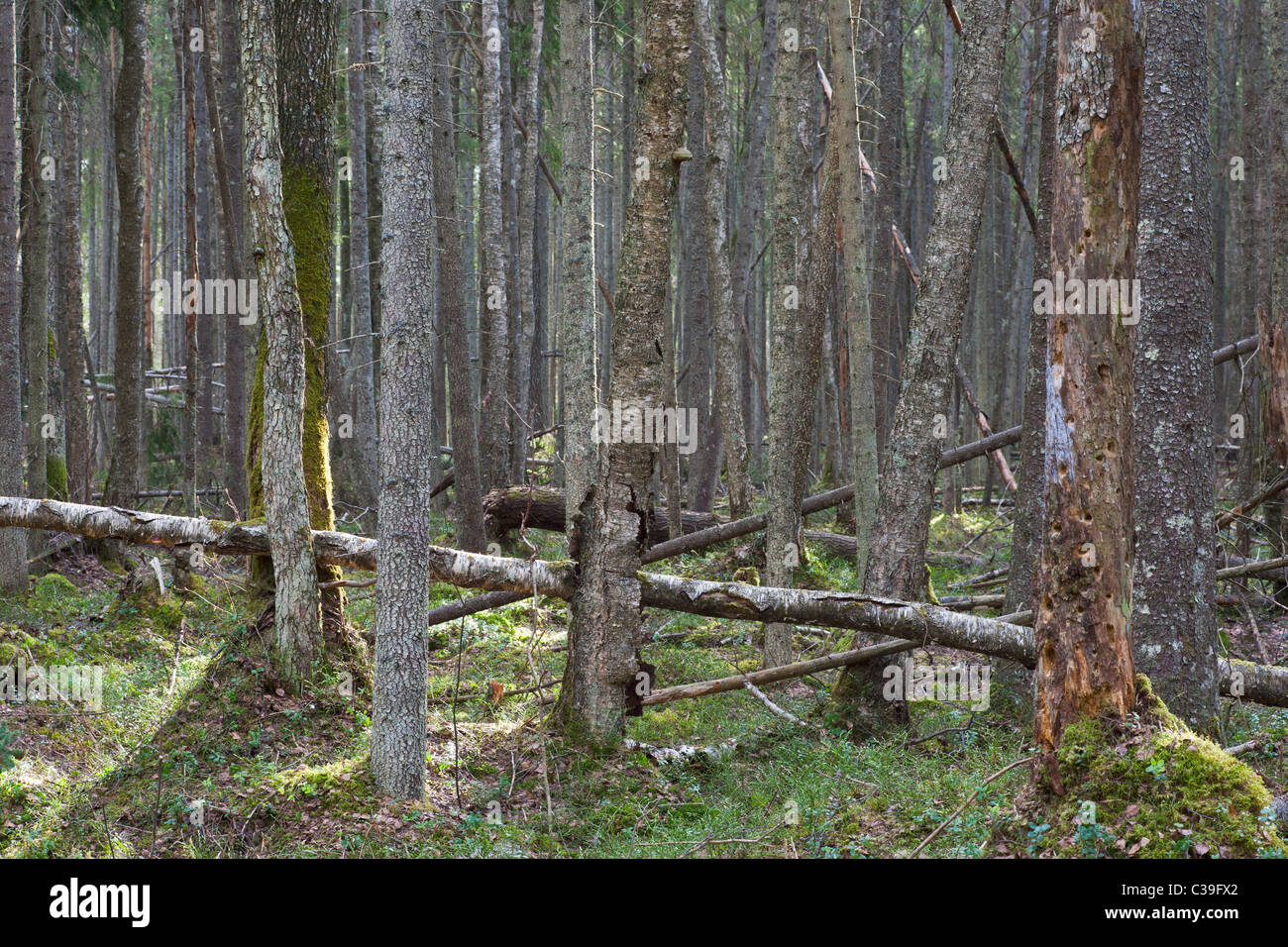 Mixed woodland Stock Photo