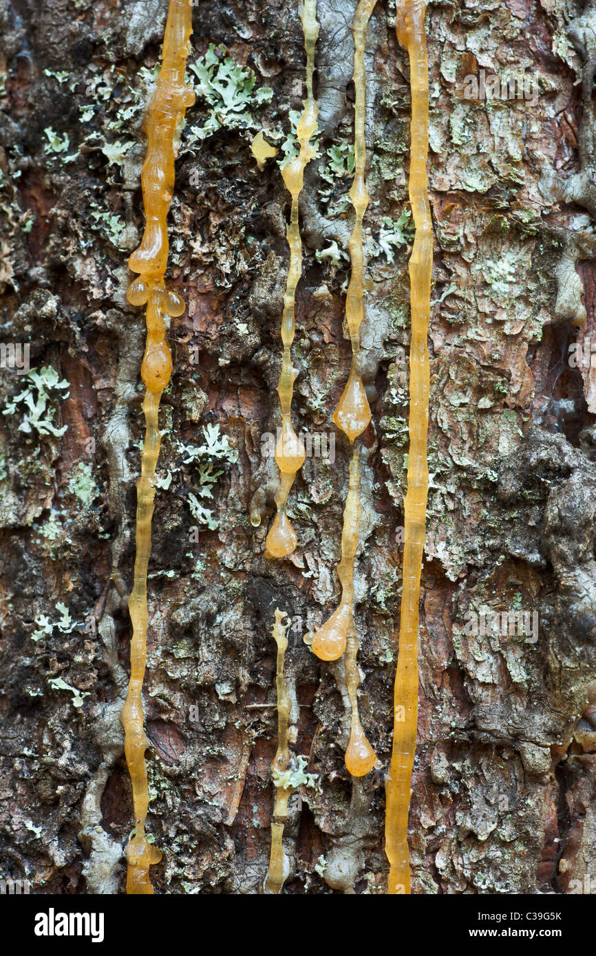 Spruce sap dripping from injured trunk Stock Photo