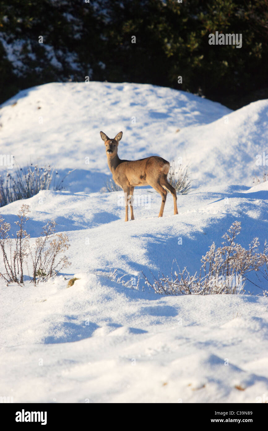 Roe Deer in Snow (Capreolus capreolus Stock Photo - Alamy