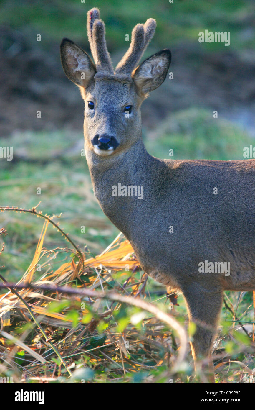 Roe Deer Buck in Velvet. (Capreolus capreolus) Stock Photo