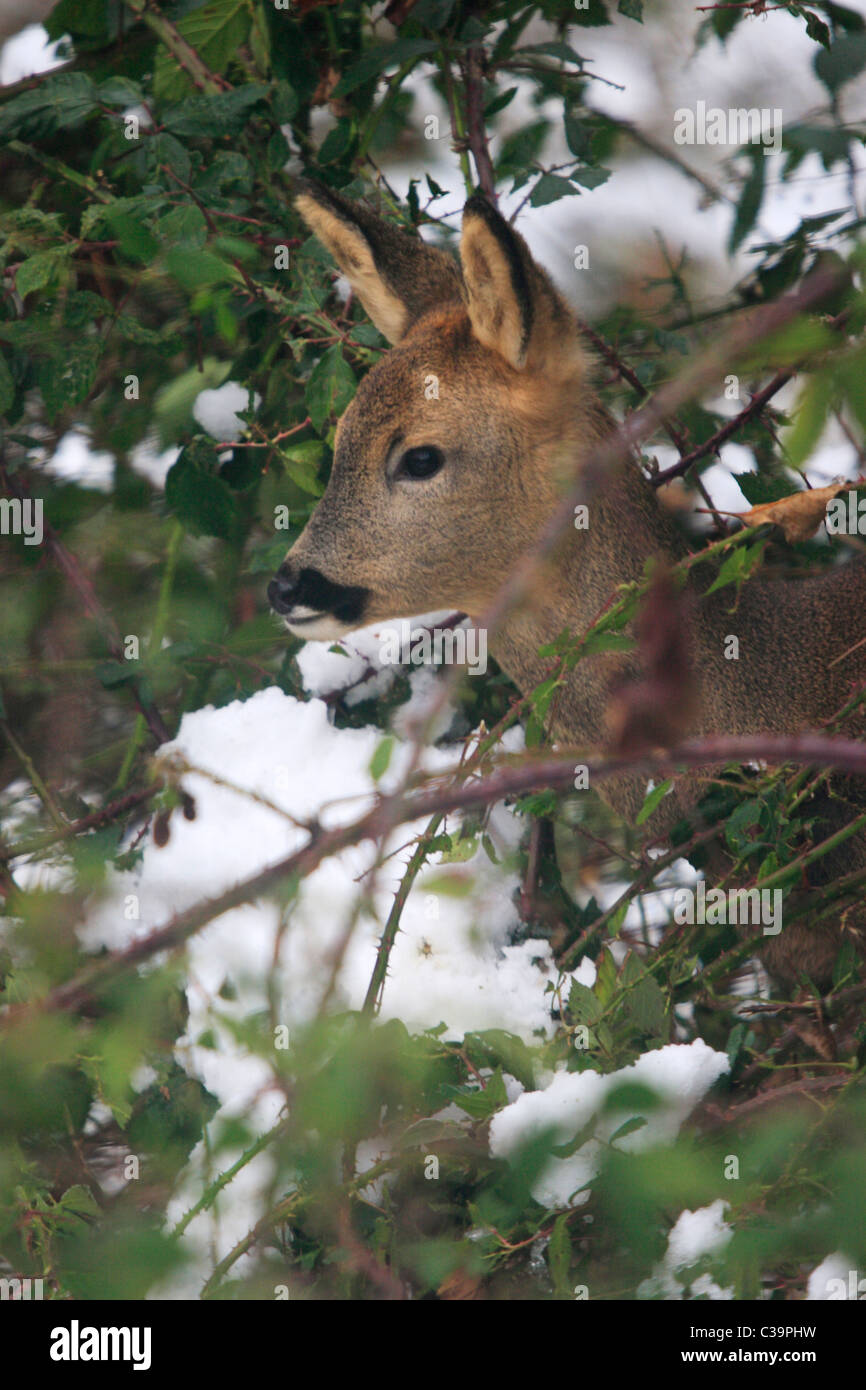 Roe Deer in Snow (Capreolus capreolus) Stock Photo