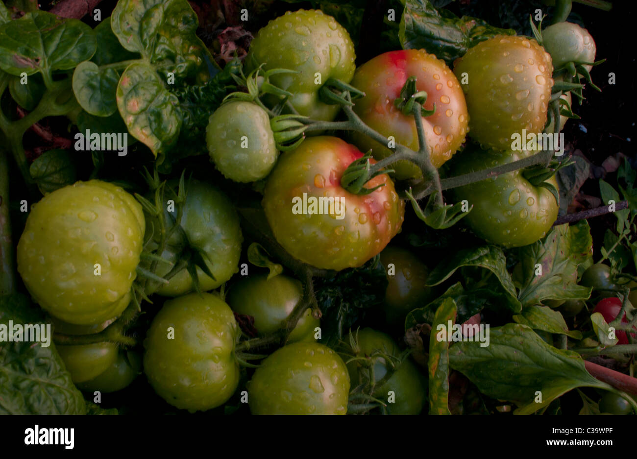 Unripened tomatoes in the vegetable garden just after the rain. Stock Photo