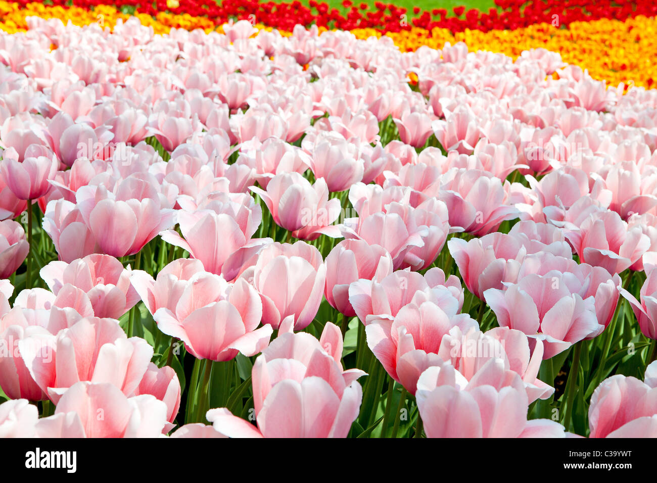 Dutch bulb field with colorful tulips in closeup Stock Photo - Alamy