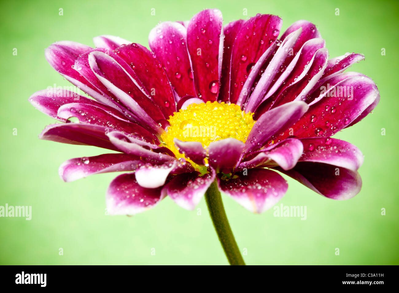 Close up flower hi-res stock photography and images - Alamy