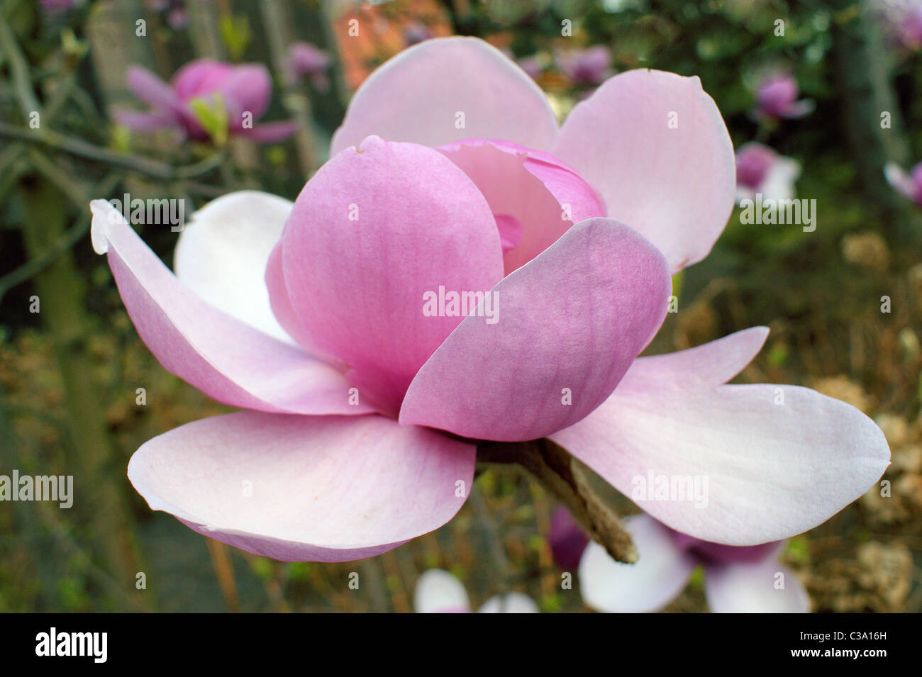 Magnolia grandiflora pink big spring flower close up Stock Photo - Alamy