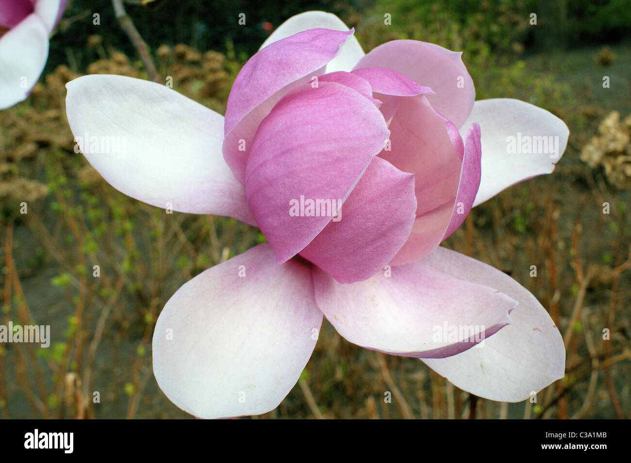Magnolia grandiflora pink big spring flower close up Stock Photo - Alamy