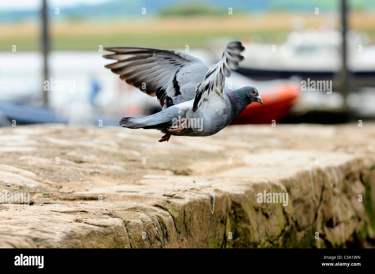 A Feral pigeon -  rock dove (Columba livia) in mid flight Stock Photo
