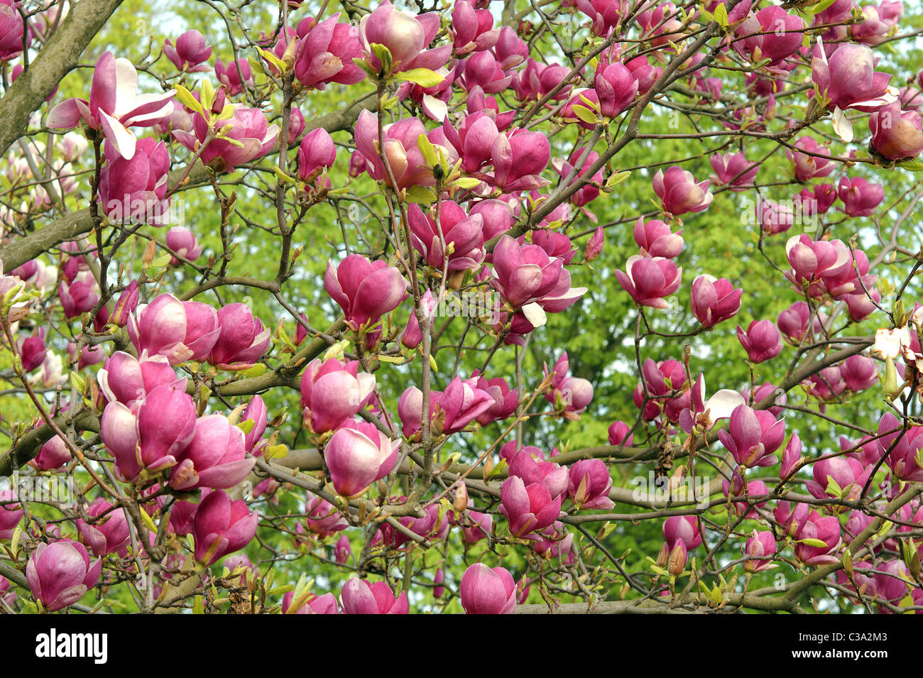 Pink magnolia spring blossom Stock Photo - Alamy