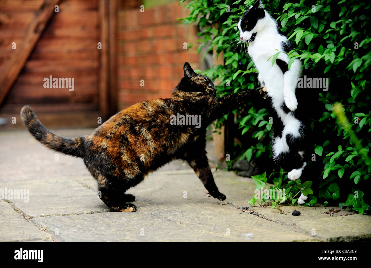 A couple of family household cats play fighting Stock Photo